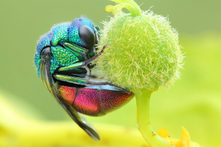 Grunnleggende teknikker for makrofoto